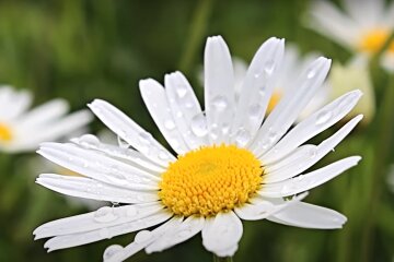 Цветы.  Фото: скриншот YouTube-видео