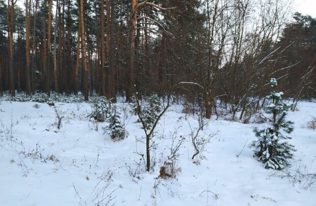 Зимний лес. Фото: скриншот YouTube