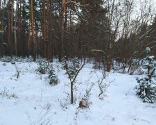 Зимний лес. Фото: скриншот YouTube