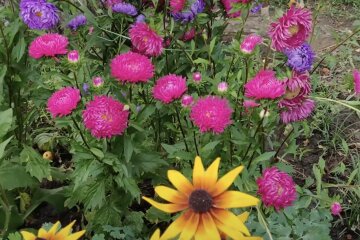 Астра, скриншот из YouTube