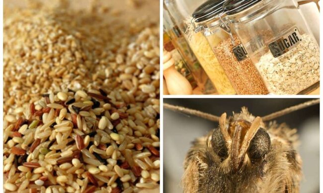 Вредители. Моль. Фото: facebook.com