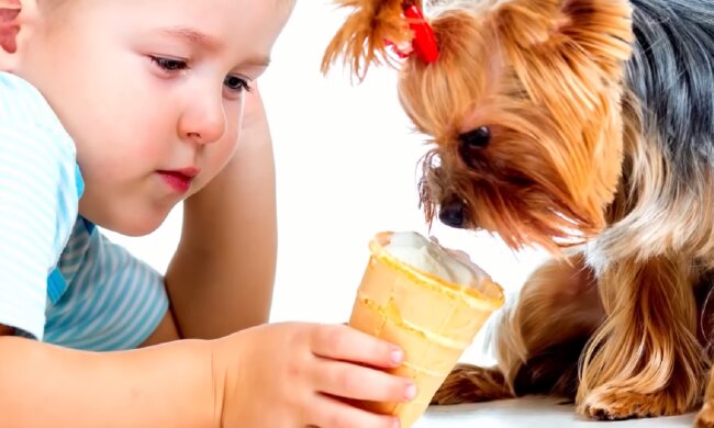 Собака. Фото: YouTube