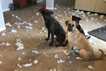 Выдали виновного: забавное видео, на котором псы показали на виновника случившегося, веселит сети