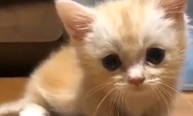 Котенок. Фото скриншот YouTube