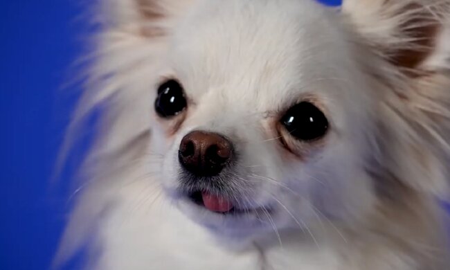 Собака. Фото: YouTube