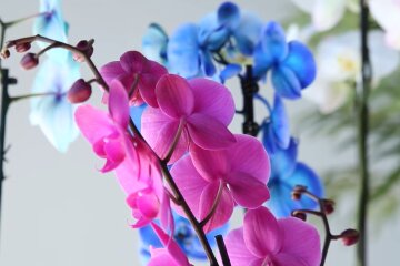 Орхідея. Фото: YouTube