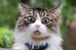 Китайцы создали робота-кота. Ведет себя как настоящий