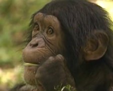 Шимпанзе поцеловал девушку. Фото: youtube