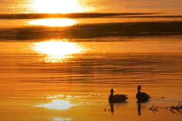 Природа. Фото: скріншот YouTube-відео