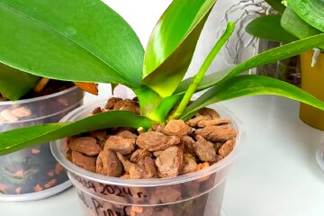 Орхідея. Фото: YouTube