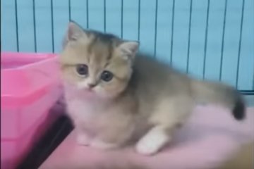 Котенок, скриншот YouTube