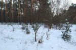 Зимний лес. Фото: скриншот YouTube