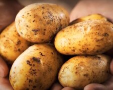 Медики рассказали все о картофеле. Фото: скриншот YouTube
