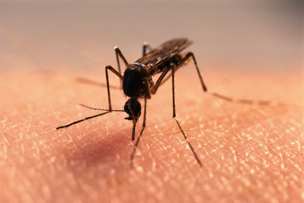 Атака комаров: как уберечься от назойливых кровопийц