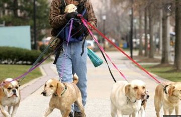 Прогулка с собаками. Фото: скриншот "Закон и Бизнес"