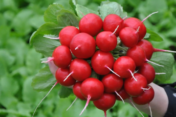 Як отримати другий урожай редис у кінці літа. Фото: YouTube