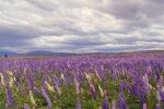 Природа. Фото: скріншот Youtube-відео.