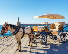 В Одессе израненная и измученная лошадь катает туристов. Хозяин так зарабатывает. Видео