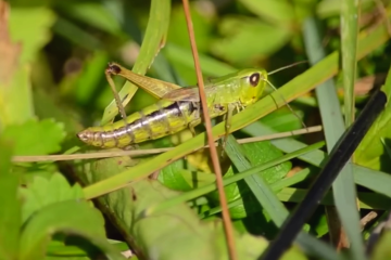 Українців попередили про масовий напад величезної сарани