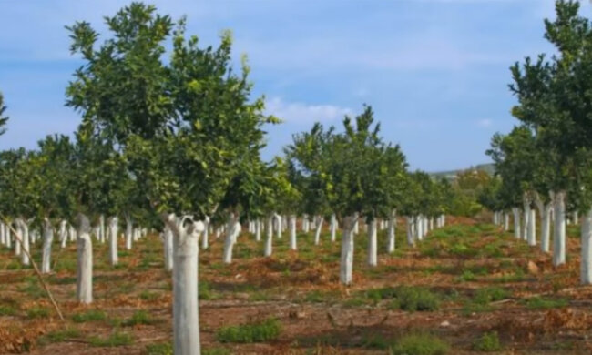 Сад. Фото: youtube.com