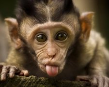 Милая обезьянка шокировала туристов неприличным селфи. Снимки развеселили сеть