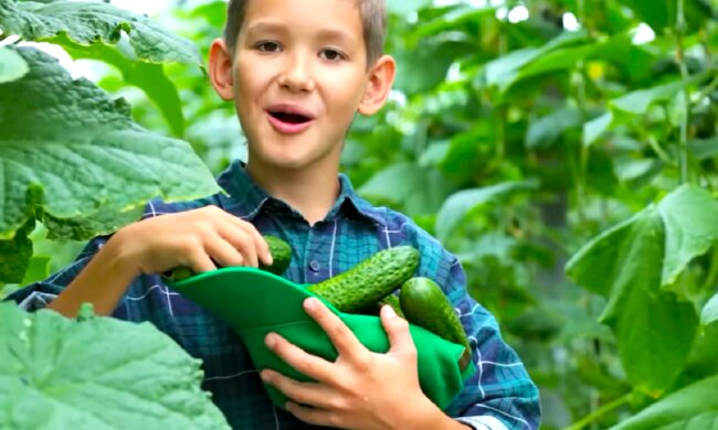 Огурцы. Фото: YouTube