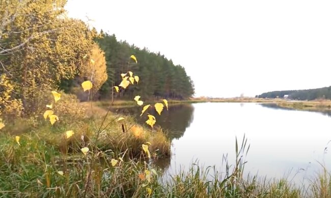 Природа осенью. Фото: скриншот YouTube-видео