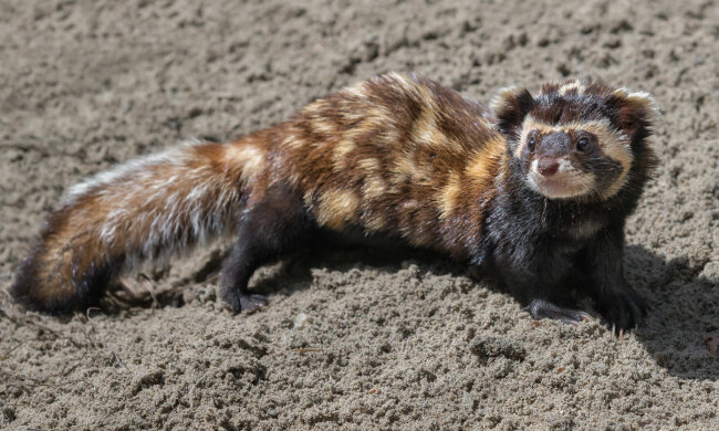 Под Харьковом словили зверька, который находится под угрозой вымирания
