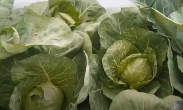 Выращивание капусты, фото: youtube.com
