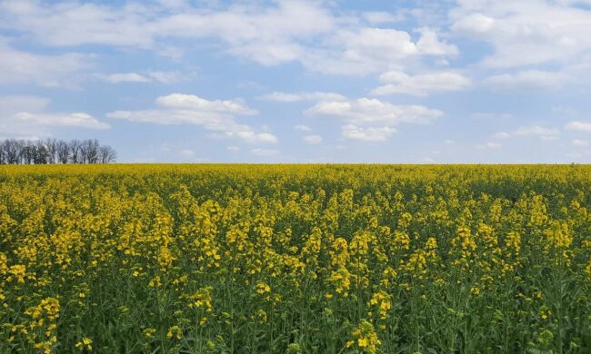 Природа весной. Фото: Стена