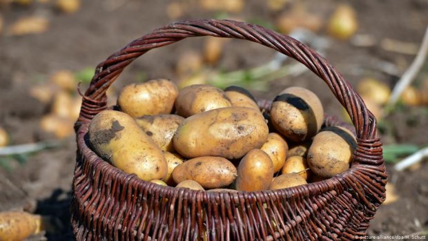 Картофельный кризис может наступить уже в ближайшем будущем. Украинцев предупредили о том что картошка будет продаваться по цене золота.