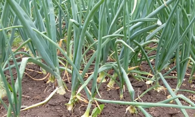 Репчатый лук. Фото: YouTube