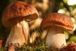 Самые полезные грибы: специалисты рассказали, что лучше всего собирать