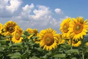 Соняшники. Фото: скріншот YouTube-відео