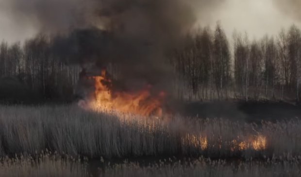 Пожар в Чернобыльской зоне. Фото: youtube