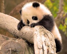 Какое милое фото: родилась самая крохотная панда в мире. Это стоит увидеть