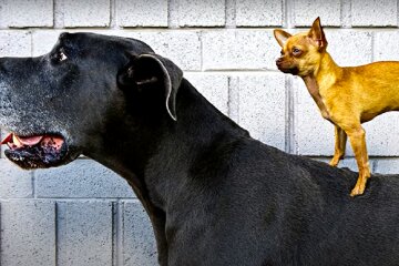 Собаки. Фото: YouTube