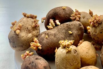 Картопля. Фото: YouTube