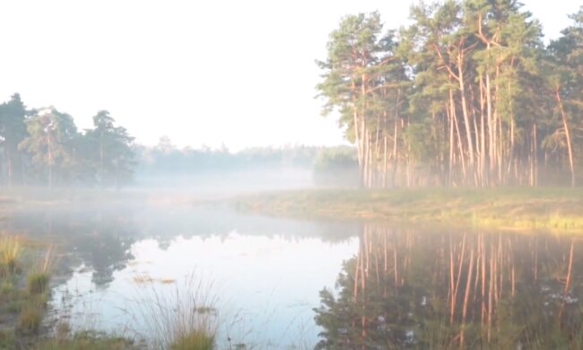 Природа. Фото: скриншот YouTube-видео