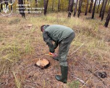 незаконная вырубка деревьев