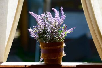 Лаванда. Фото: YouTube