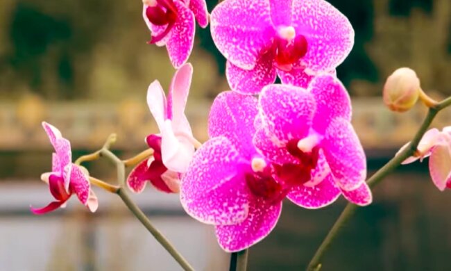 Орхидея. Фото: YouTube