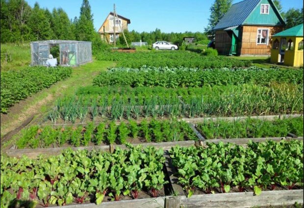 Город, земельна ділянка, українці. Фото: Telegram
