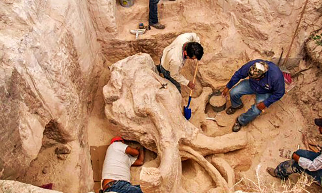 Археологи нашли "кладбище мамонтов"