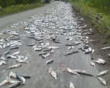 В Австралии выпал «рыбный дождь». Фото: скриншот видео