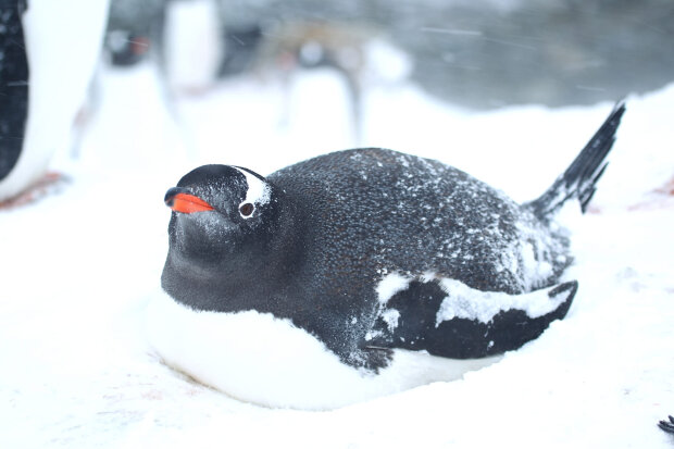 Пінгвін. Фото: facebook.com/AntarcticCenter