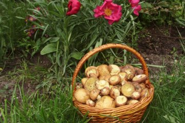 Грибной сезно в Украине. Фoто: скриншот facebook