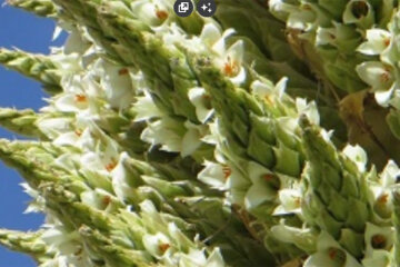 Королева Анд. Фото: youtube.com