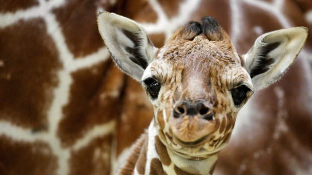 Жираф в ботинках: как лечат новорожденного малыша