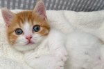 Сеть покорил котенок, который умеет спать на спине. Фото